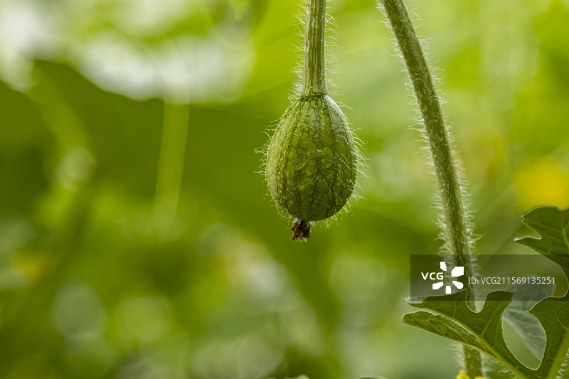 大棚吊瓜图片素材