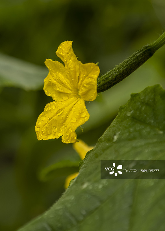 大棚小黄瓜图片素材