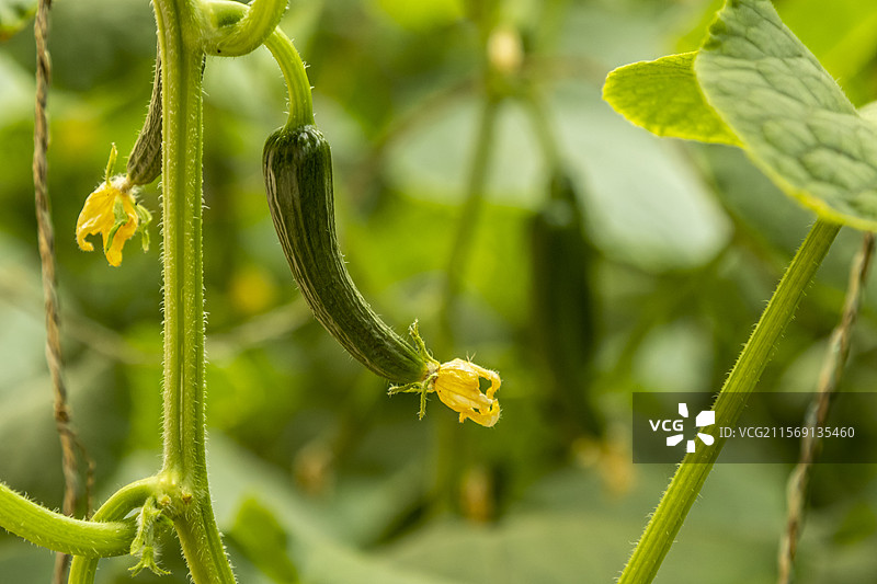 大棚小黄瓜图片素材