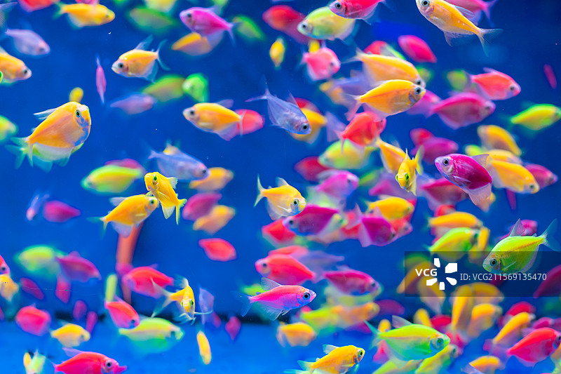 中国野生动物拍摄主题，透明的鱼缸里色彩鲜艳的彩色天使金鱼海鱼，室内无人图像摄影图片素材