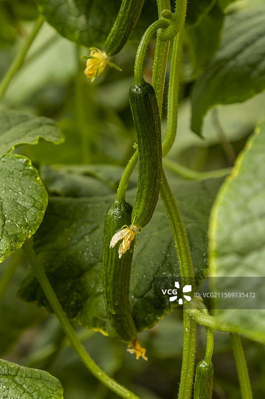大棚小黄瓜图片素材
