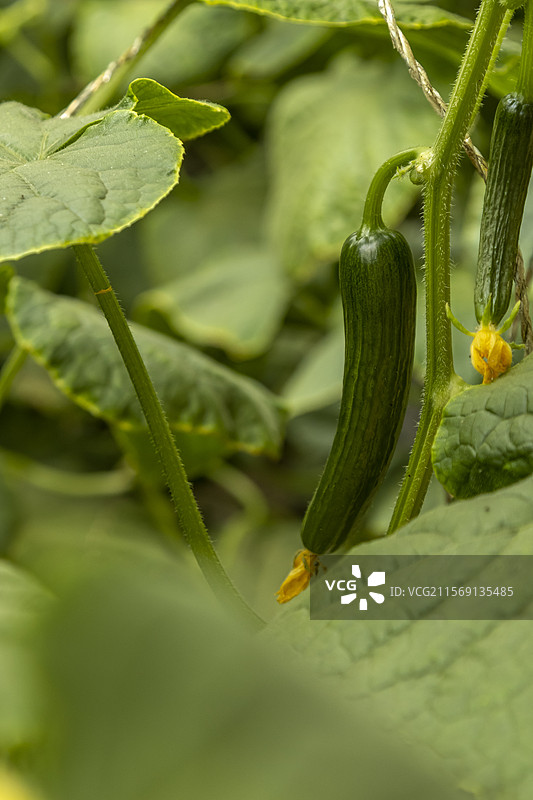 大棚小黄瓜图片素材