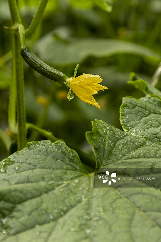 大棚小黄瓜图片素材