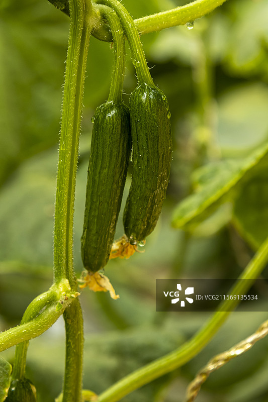 大棚小黄瓜图片素材