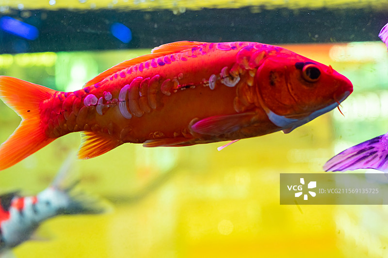 中国野生动物拍摄主题，透明的鱼缸里色彩鲜艳的金鱼海鱼，室内无人图像摄影图片素材