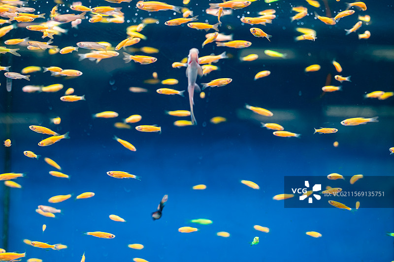 中国野生动物拍摄主题，透明的鱼缸里色彩鲜艳的金鱼海鱼，室内无人图像摄影图片素材