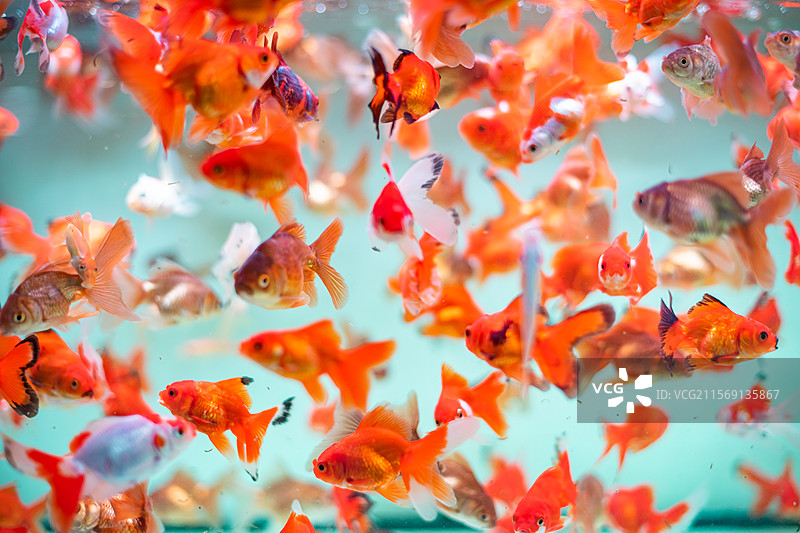 中国野生动物拍摄主题，透明的鱼缸里色彩鲜艳的泰狮金鱼海鱼，室内无人图像摄影图片素材