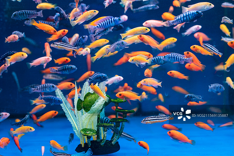 中国野生动物拍摄主题，透明的鱼缸里色彩鲜艳的金鱼海鱼，室内无人图像摄影图片素材