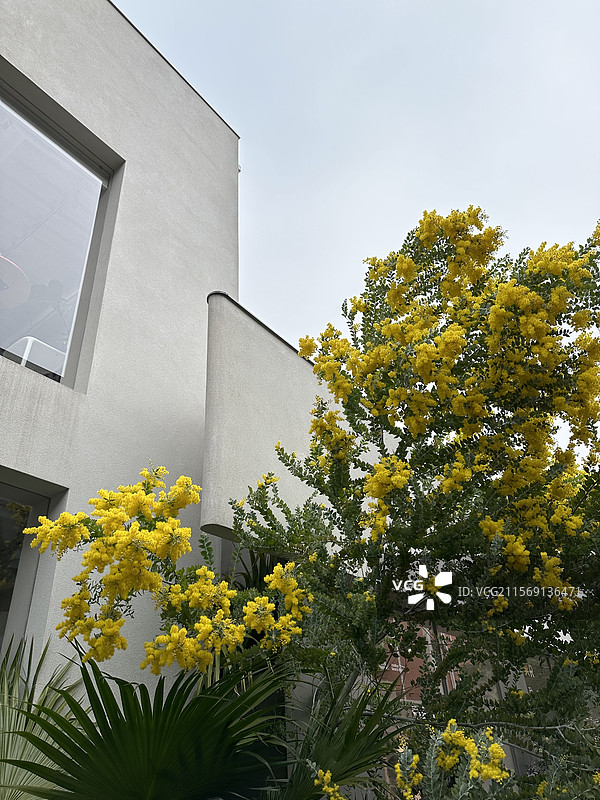 金合欢树图片素材