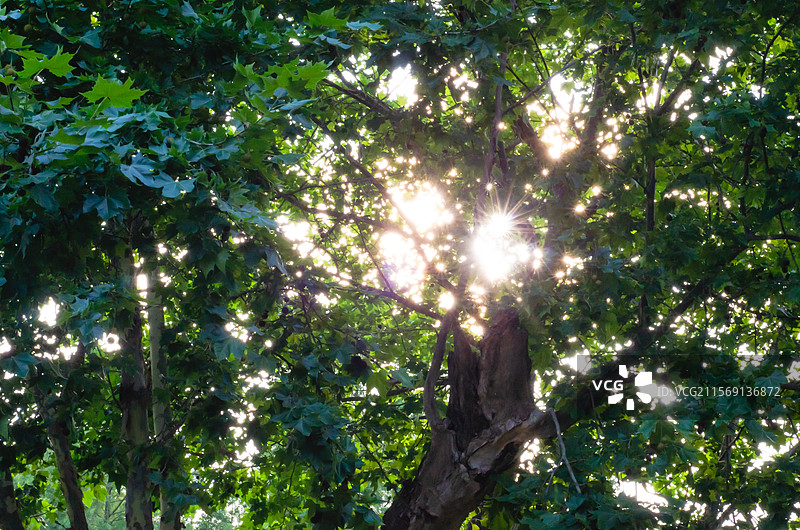 夏季明亮的绿色树叶树枝图片素材