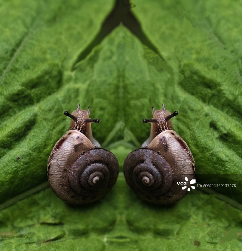“双胞胎”图片素材