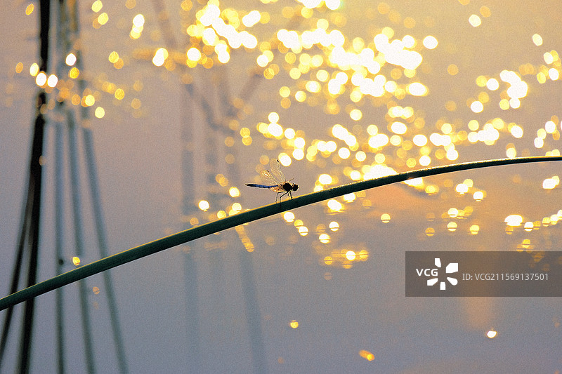 金光闪闪的河面。芦苇叶上停靠的蜻蜓。高清风景。高清背景图图片素材
