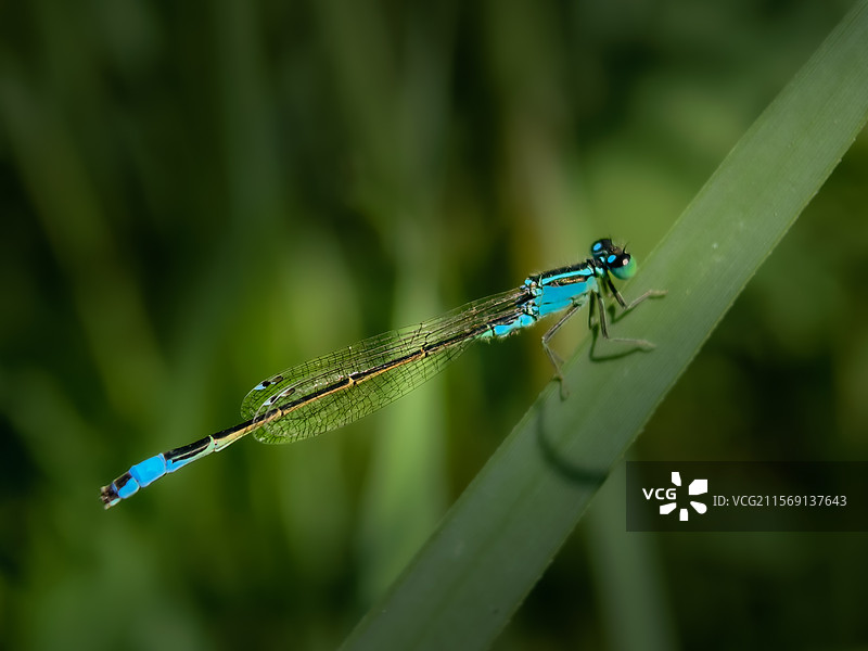翠叶间的蓝精灵·豆娘图片素材