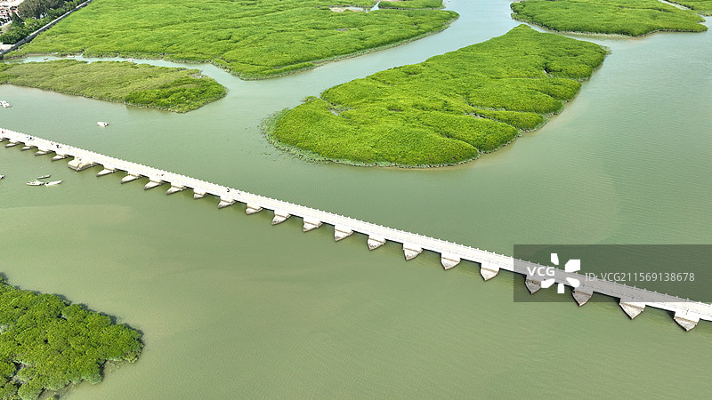 航拍，福建泉州，洛阳桥与红树林图片素材
