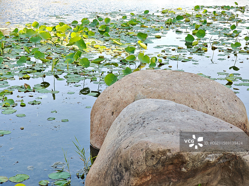 上海世博文化公园舞动广场夏天荷塘荷叶图片素材