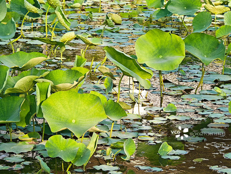 上海世博文化公园舞动广场夏天荷塘荷叶图片素材