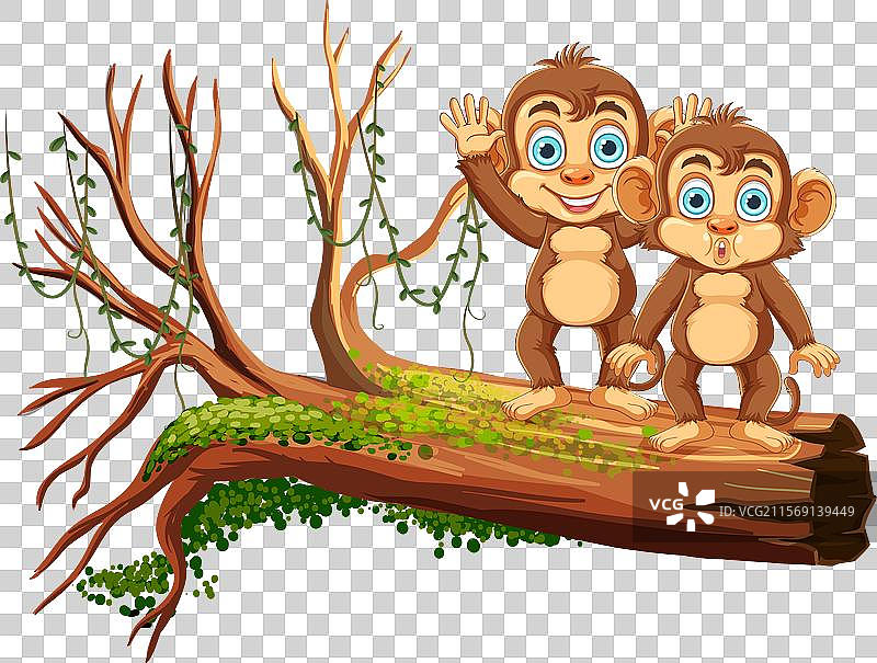 两只猴子站在倒下的树上图片素材