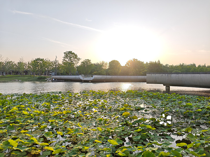 上海世博文化公园舞动广场夏天荷塘荷叶图片素材