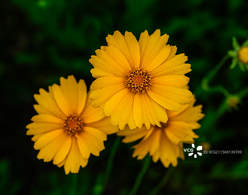 公路边的黄菊花图片素材