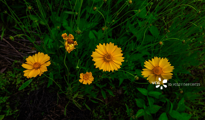 公路边的黄菊花图片素材