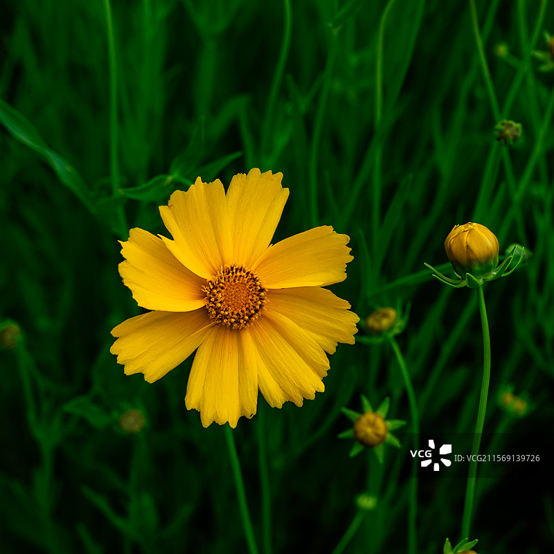 公路边的黄菊花图片素材
