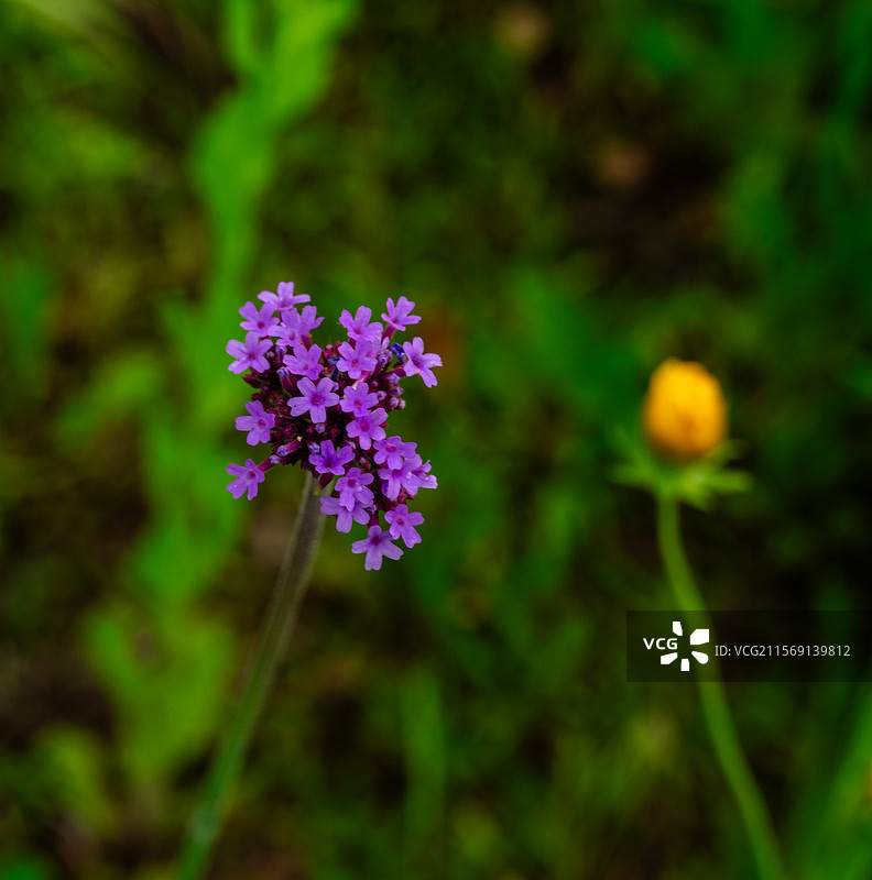 公路边的黄菊花图片素材