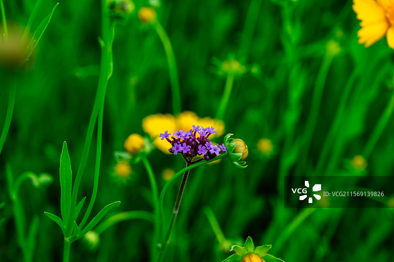 公路边的黄菊花图片素材