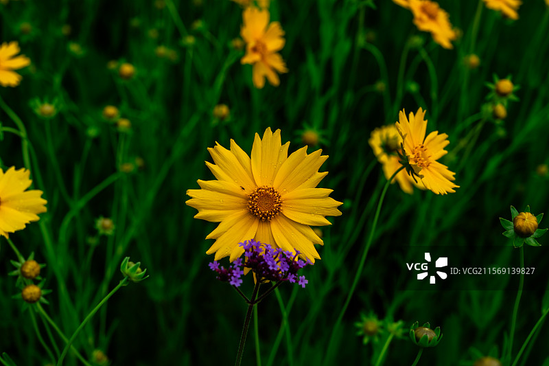 公路边的黄菊花图片素材