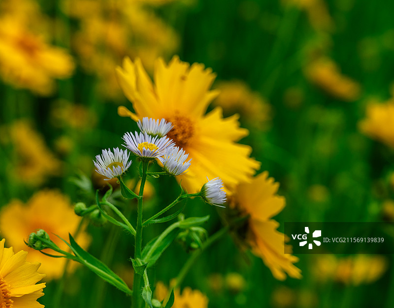 公路边的黄菊花图片素材
