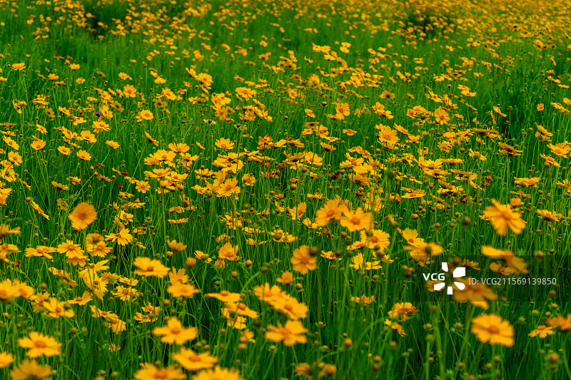 公路边的黄菊花图片素材