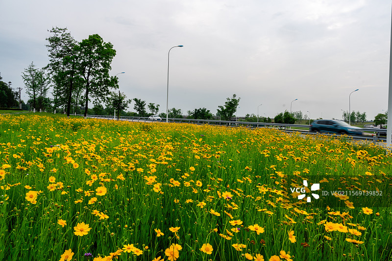 公路边的黄菊花图片素材