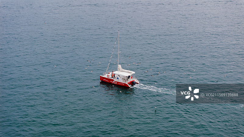 海鸥伴航的帆船之旅图片素材