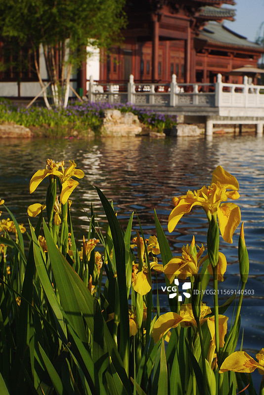 古亭边的水仙图片素材