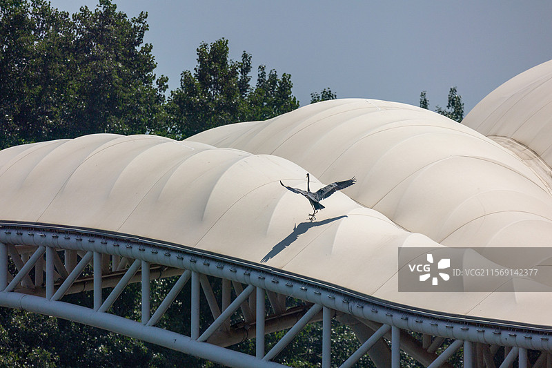 穹顶之上苍鹭振翅瞬间图片素材