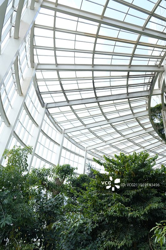 热带植物图片素材