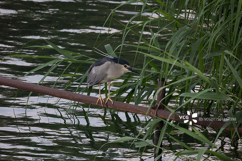 夜鹭栖于水边捕食姿态瞬间图片素材
