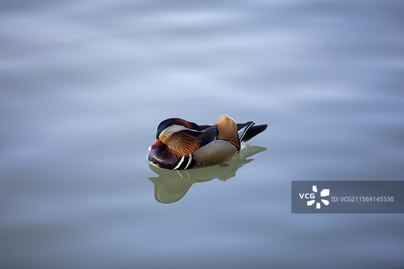 眯着眼睛的鸳鸯图片素材