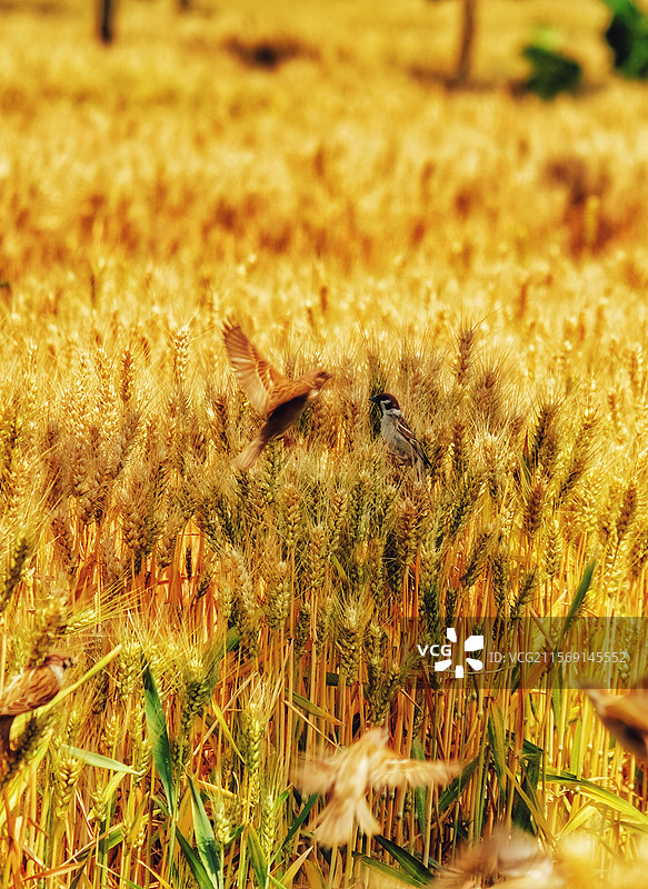 芒种。金色麦田。成熟麦地里的小麻雀。麦穗。风景。黄色背景图片素材