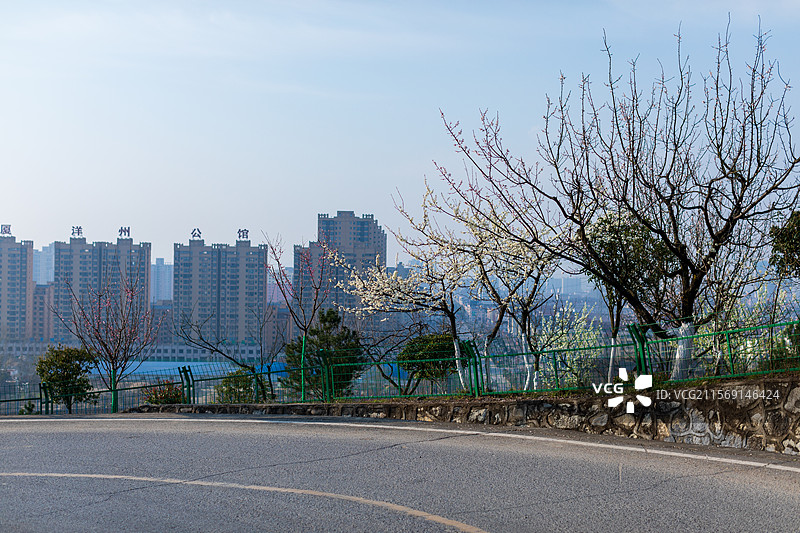 洋县朱鹮梨园风光春暖花开春回大地万物复苏桃花梨花油菜花玉兰花牡丹花怒放的生命图片素材