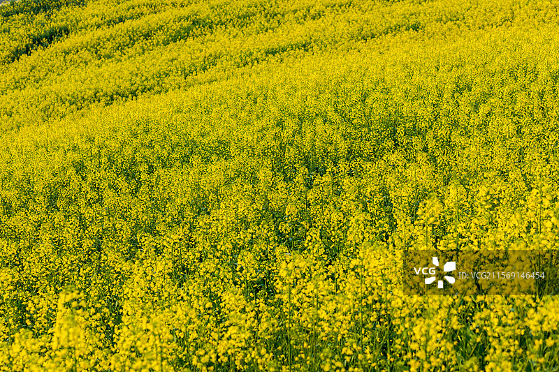 洋县朱鹮梨园风光春暖花开春回大地万物复苏桃花梨花油菜花玉兰花牡丹花怒放的生命图片素材