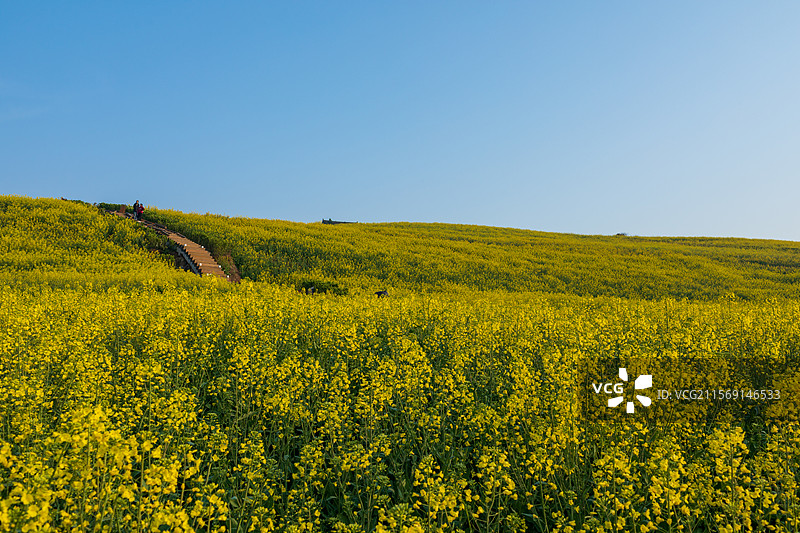洋县朱鹮梨园风光春暖花开春回大地万物复苏桃花梨花油菜花玉兰花牡丹花怒放的生命图片素材