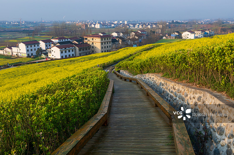洋县朱鹮梨园风光春暖花开春回大地万物复苏桃花梨花油菜花玉兰花牡丹花怒放的生命图片素材
