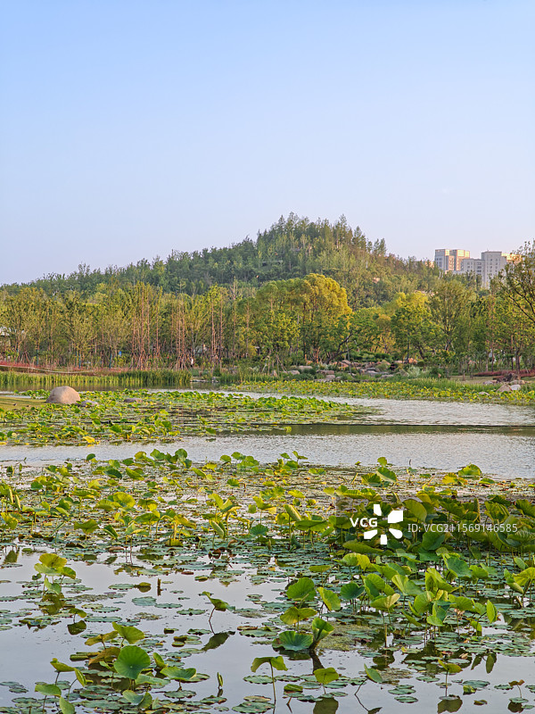 上海世博文化公园双子山夏天风光与舞动广场荷塘荷叶图片素材