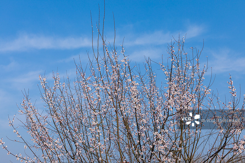 洋县朱鹮梨园风光春暖花开春回大地万物复苏桃花梨花油菜花玉兰花牡丹花怒放的生命图片素材