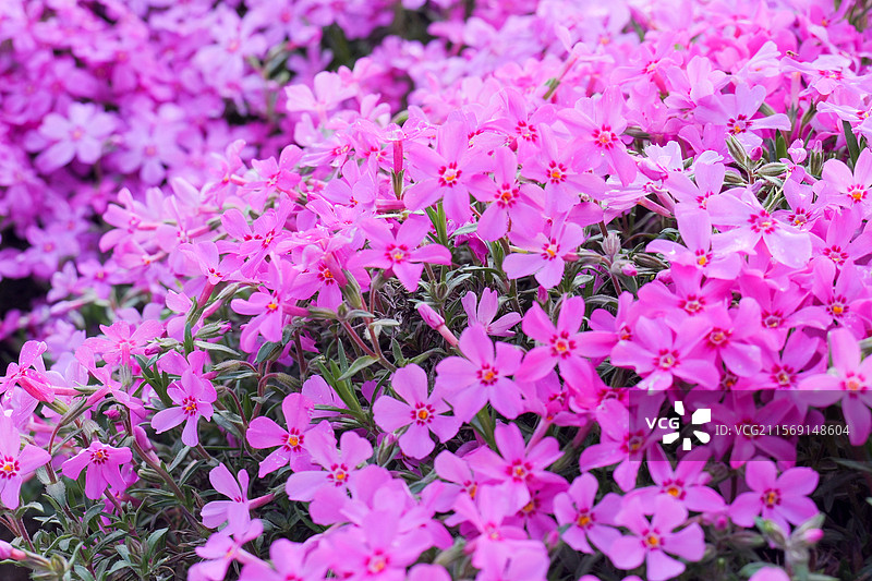 芝樱花花朵花海图片素材