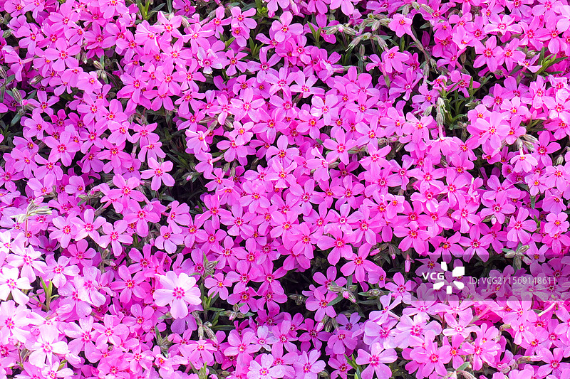 芝樱花花朵花海图片素材