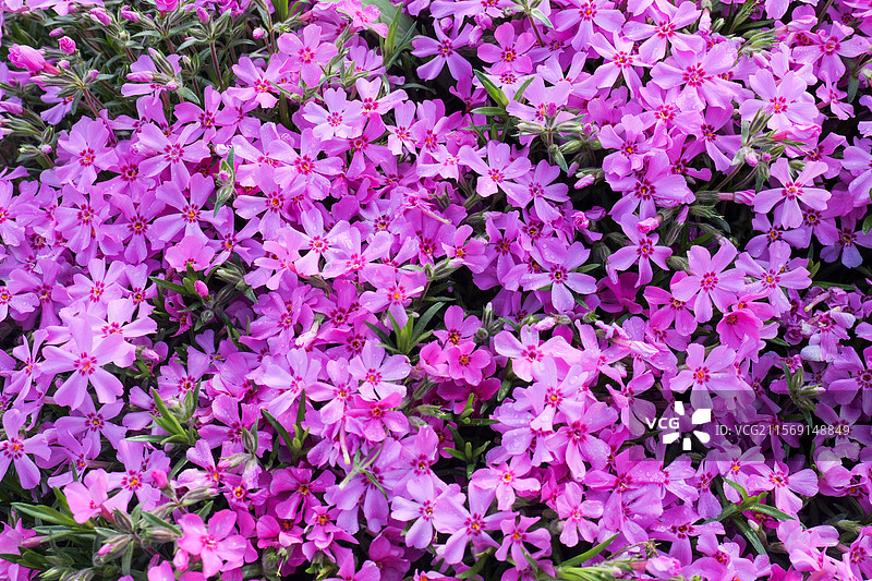 芝樱花花朵花海图片素材