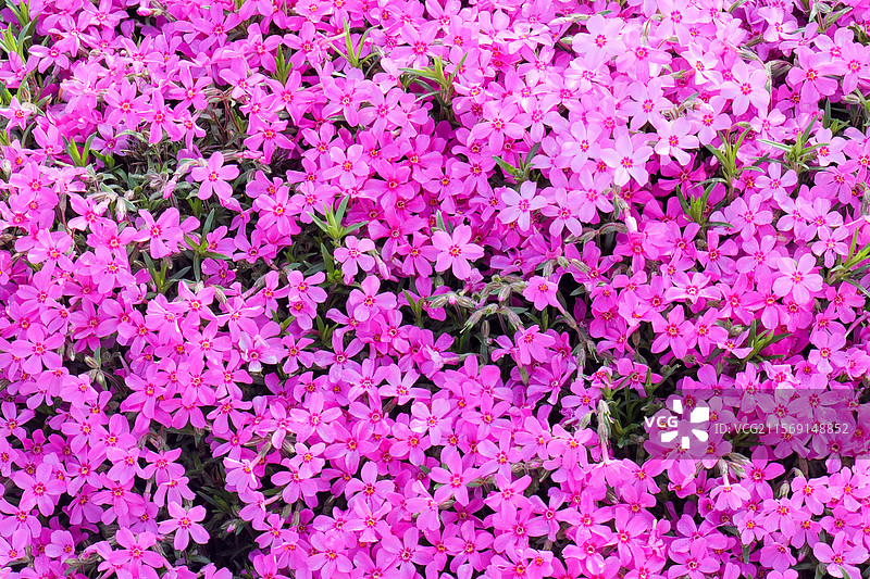 芝樱花花朵花海图片素材