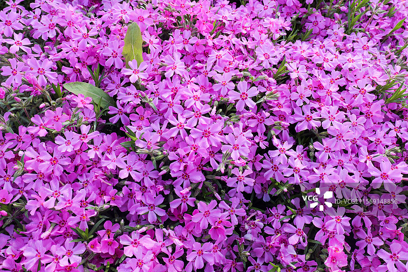 芝樱花花朵花海图片素材