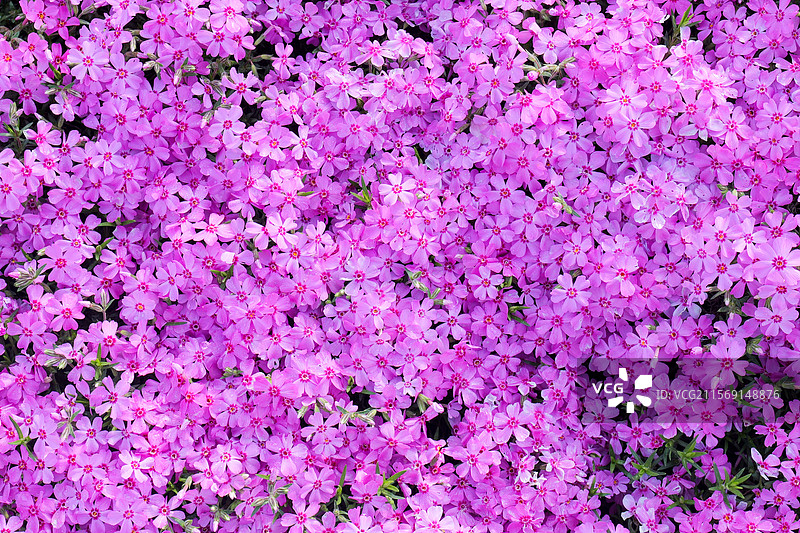 芝樱花花朵花海图片素材